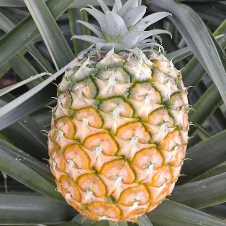 Casa Cayenne Holiday home