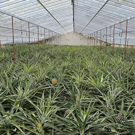 Casa Cayenne * Ponta Delgada