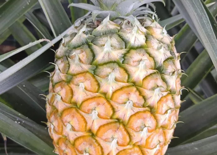 Casa Cayenne Semesterbostad