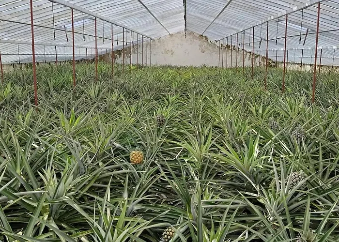 Casa Cayenne * Ponta Delgada